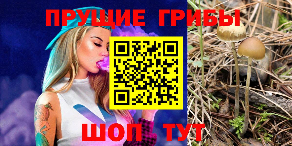 Галлюциногенные грибы Psilocybine cubensis  Вход с VPN  Псилоцибиновые грибы прущие грибы  Нарткала 